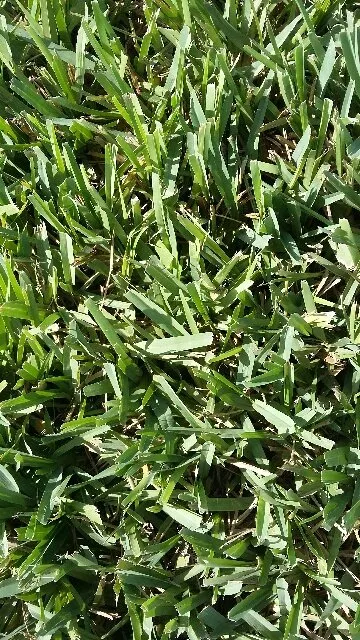 Local lawn mowing service for year-round maintenance across Corpus Christi, TX - Sod Solutions