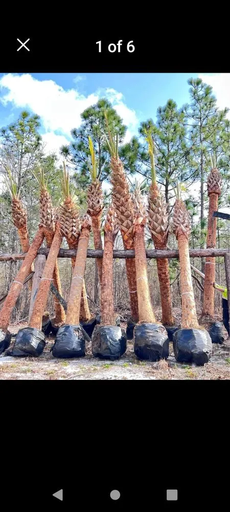 Reliable landscape design for year-round maintenance across Gulfport, MS - Sod soluty