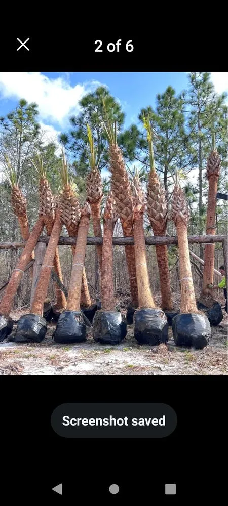 Affordable yard maintenance in Gulfport, MS - Sod soluty