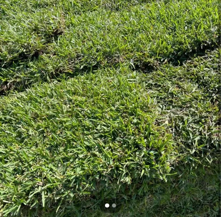 Professional landscaping services in Gulfport, MS - Sod soluty