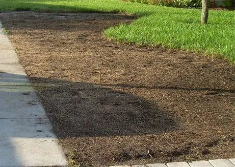 Local outdoor landscaping for outdoor upgrades across Orlando, FL - Sod Today