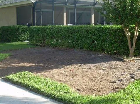 Expert landscape design in Orlando, FL - Sod Today