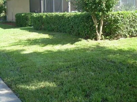 Professional residential landscaping in Orlando, FL by Sod Today