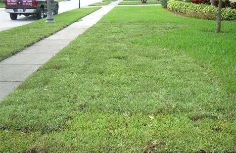 Trusted residential landscaping experts serving Orlando, FL - Sod Today