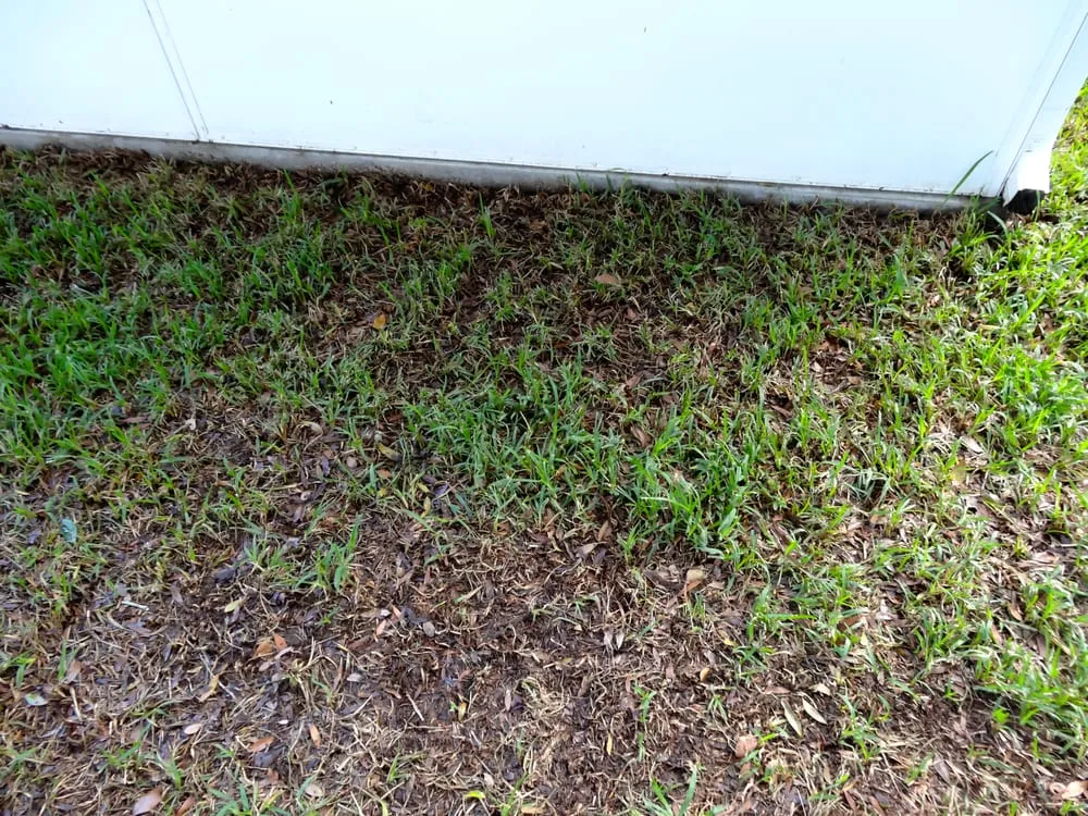 Custom residential landscaping for year-round maintenance in Valrico, FL by Sod X