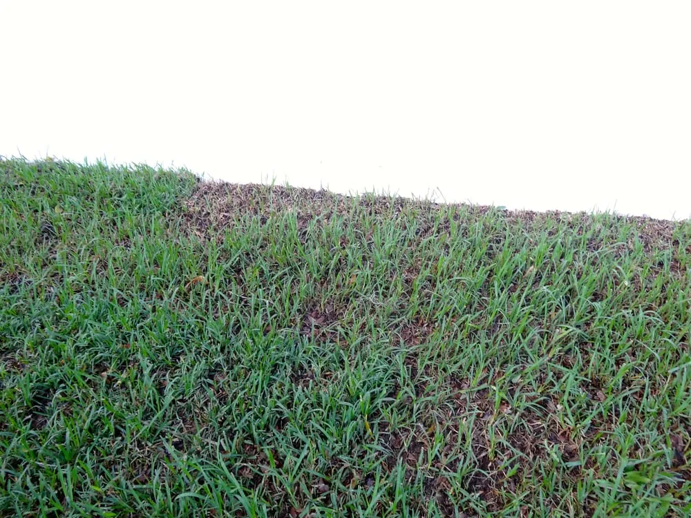 Trusted landscaping services experts serving Valrico, FL - Sod X