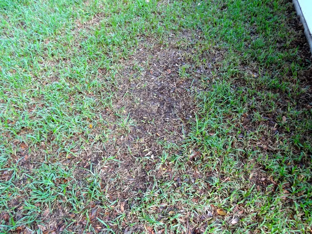 Top-rated outdoor landscaping in Valrico, FL by Sod X