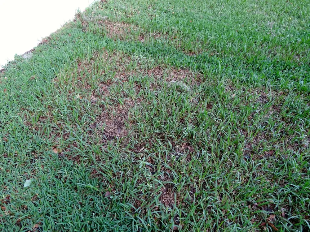 Local lawn care service for beautiful yards across Valrico, FL - Sod X