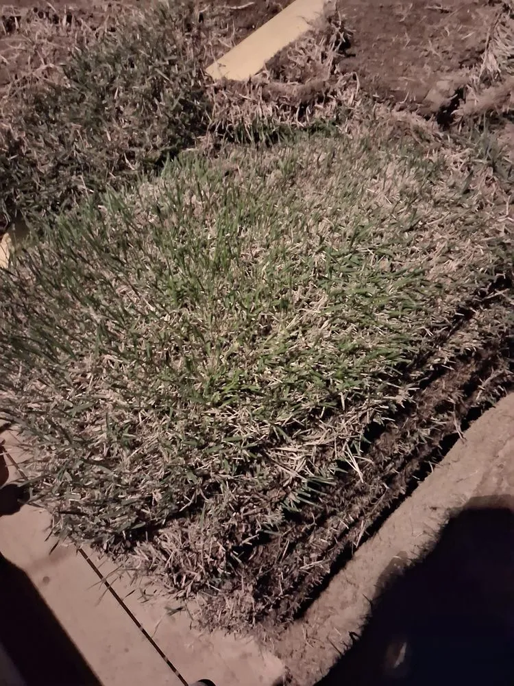 Custom lawn care service in Salem, AR by Soddy Bottom Boyz