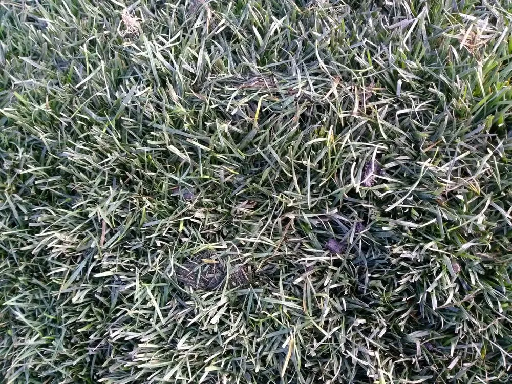 Affordable landscape installation for residential properties across Sacramento, CA - SodLawn