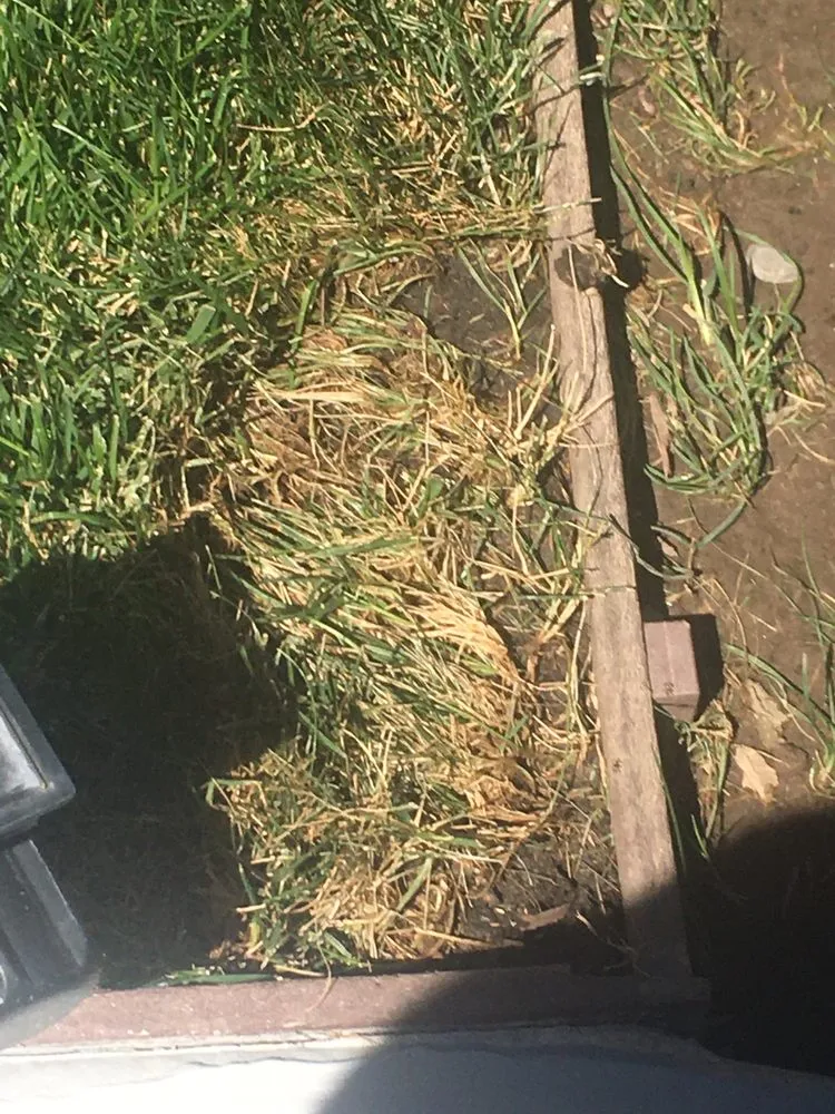 Custom residential landscaping in Sacramento, CA by SodLawn