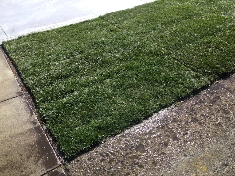 Professional lawn mowing service in Sacramento, CA by SodLawn