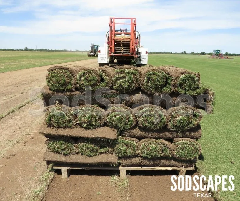 Top-rated landscape design for homes across Lewisville, TX - SodScapes Texas