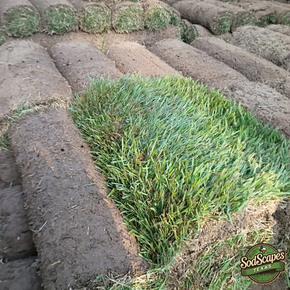 Professional outdoor landscaping in Lewisville, TX - SodScapes Texas