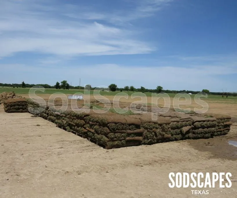 Reliable yard cleanup service for homes across Lewisville, TX - SodScapes Texas