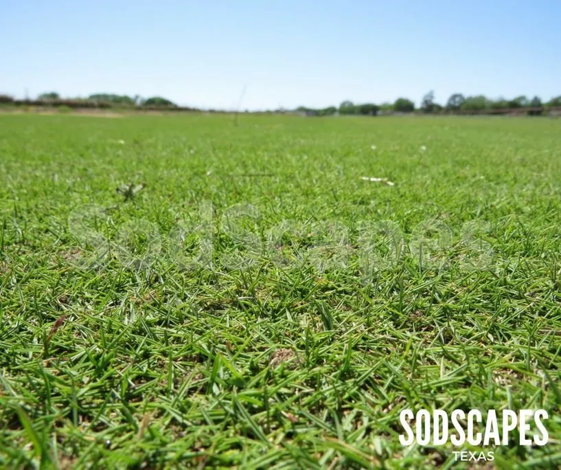 Reliable yard cleanup service for beautiful yards in Lewisville, TX by SodScapes Texas