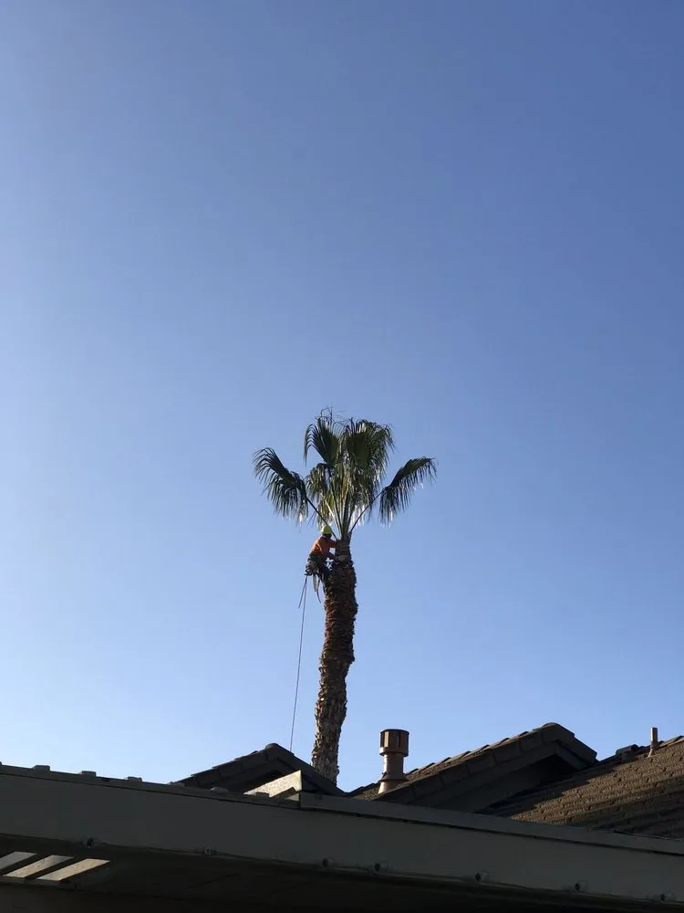 Trusted lawn mowing service for year-round maintenance across Orange, CA - Softscapes Corporation