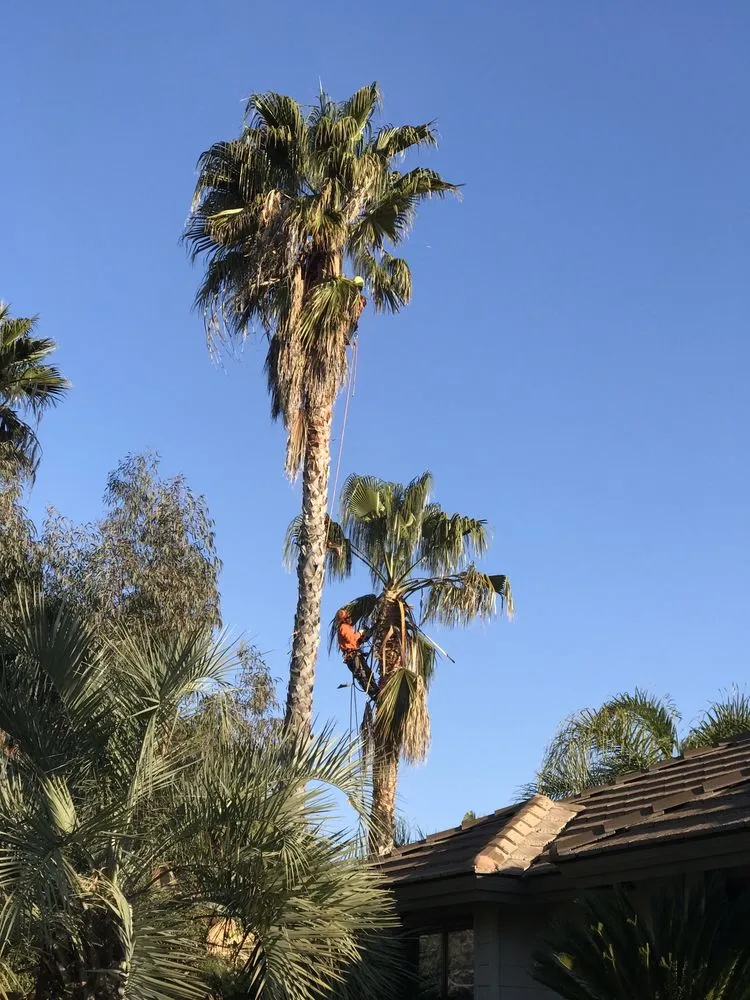 Professional residential landscaping with custom design in Orange, CA by Softscapes Corporation