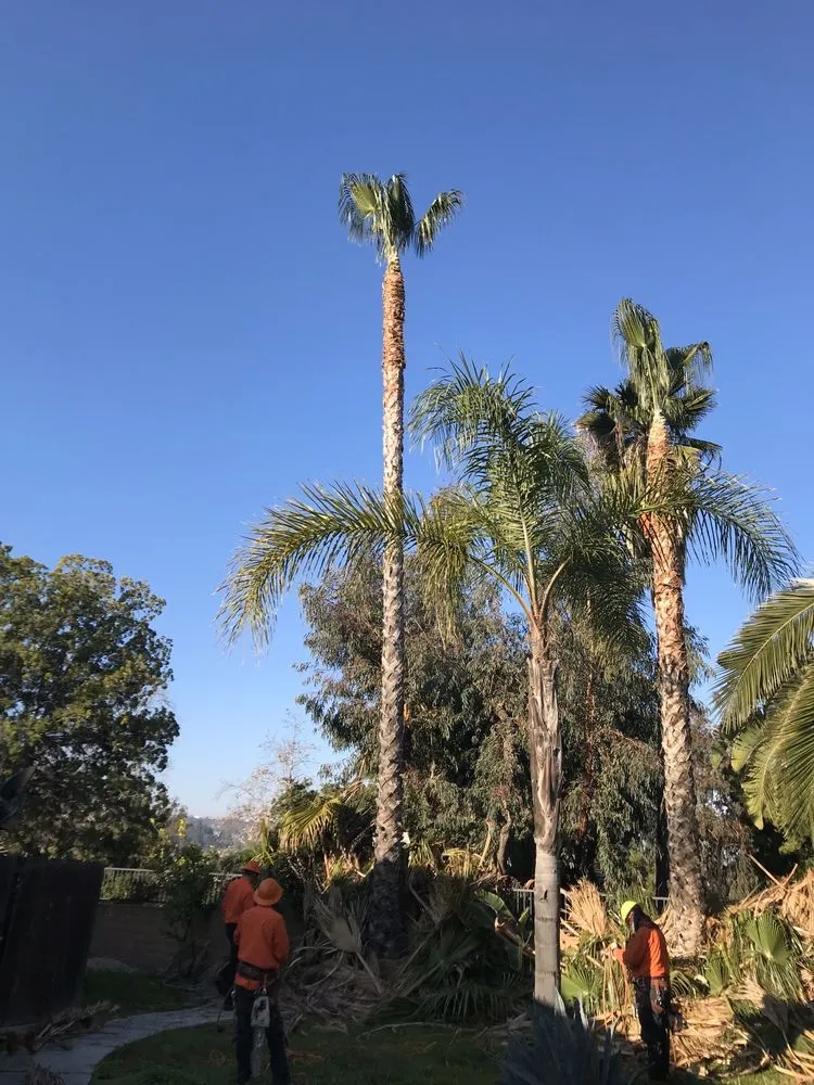 Custom residential landscaping in Orange, CA by Softscapes Corporation