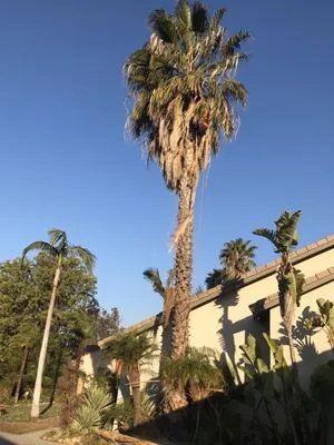 Softscapes Corporation Logo