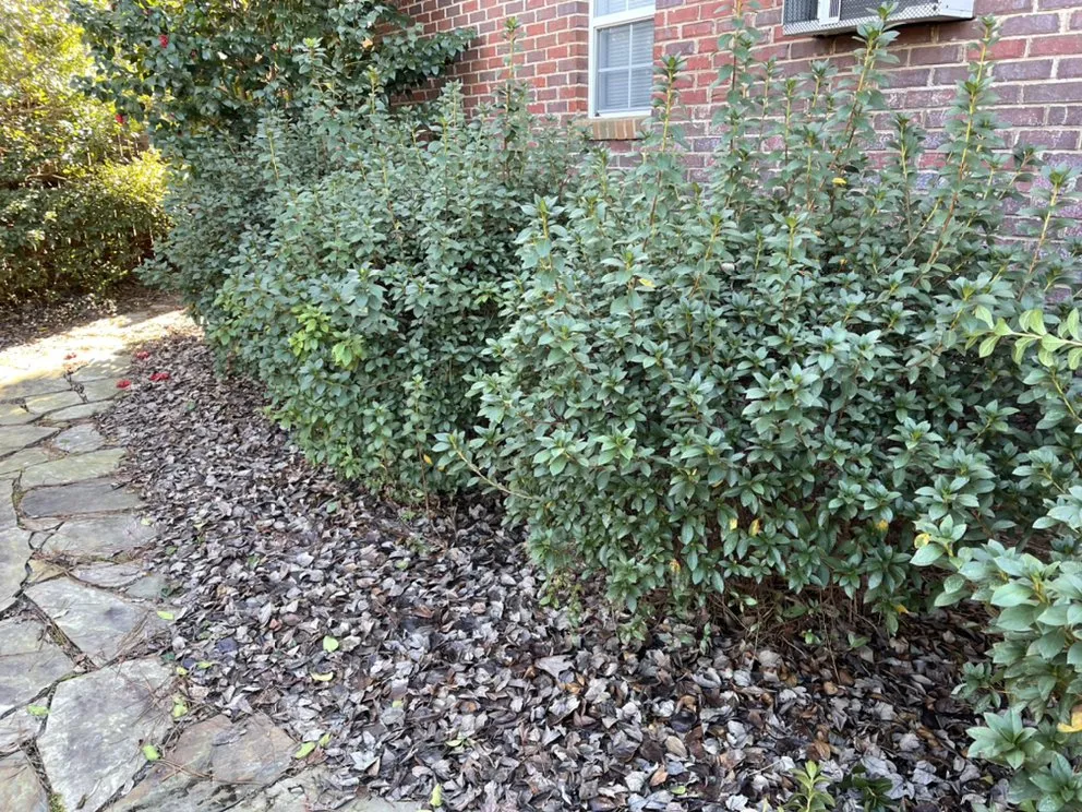 Reliable residential landscaping experts serving Warner Robins, GA - SoftScapes Lawns