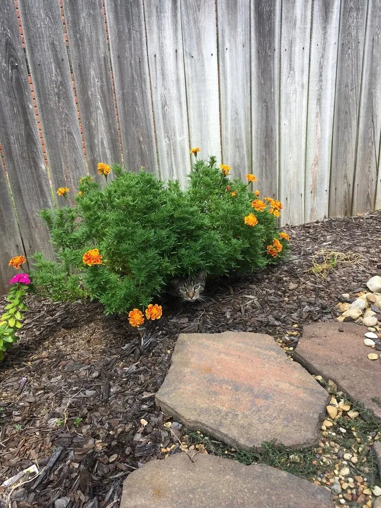 Expert landscape installation in Decatur, AL - Sohn's Services