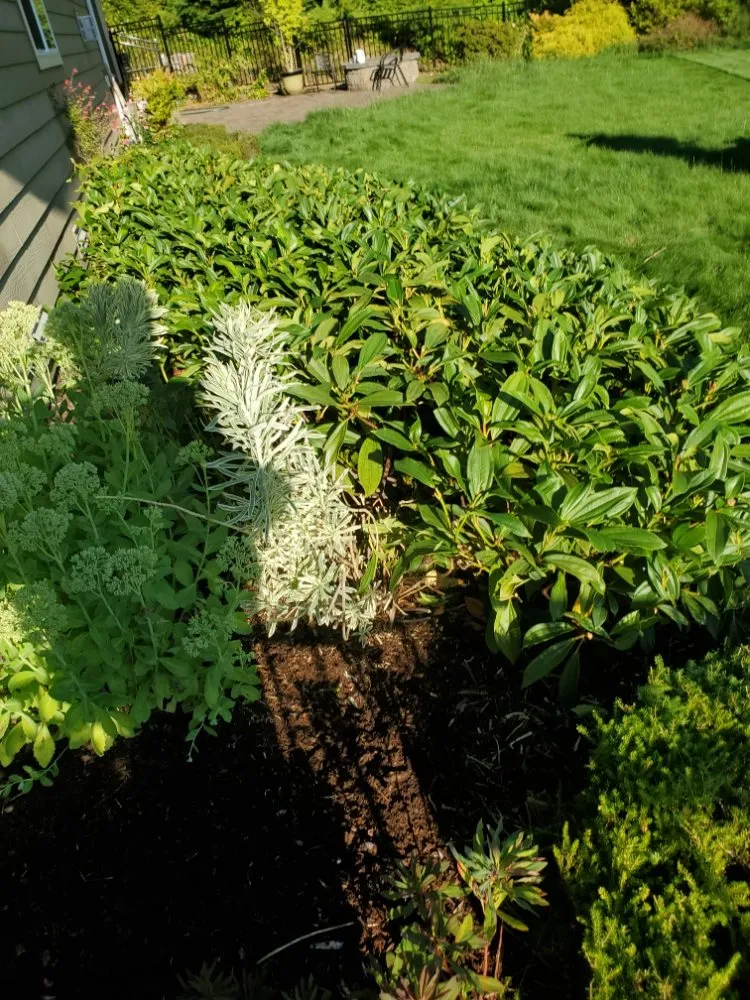 Professional outdoor landscaping in Auburn, WA by Sol Landscaping