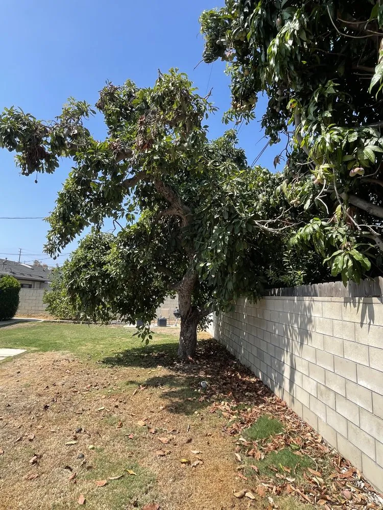 Trusted garden landscaping for residential properties across Irvine, CA - Sol Lawn Solution