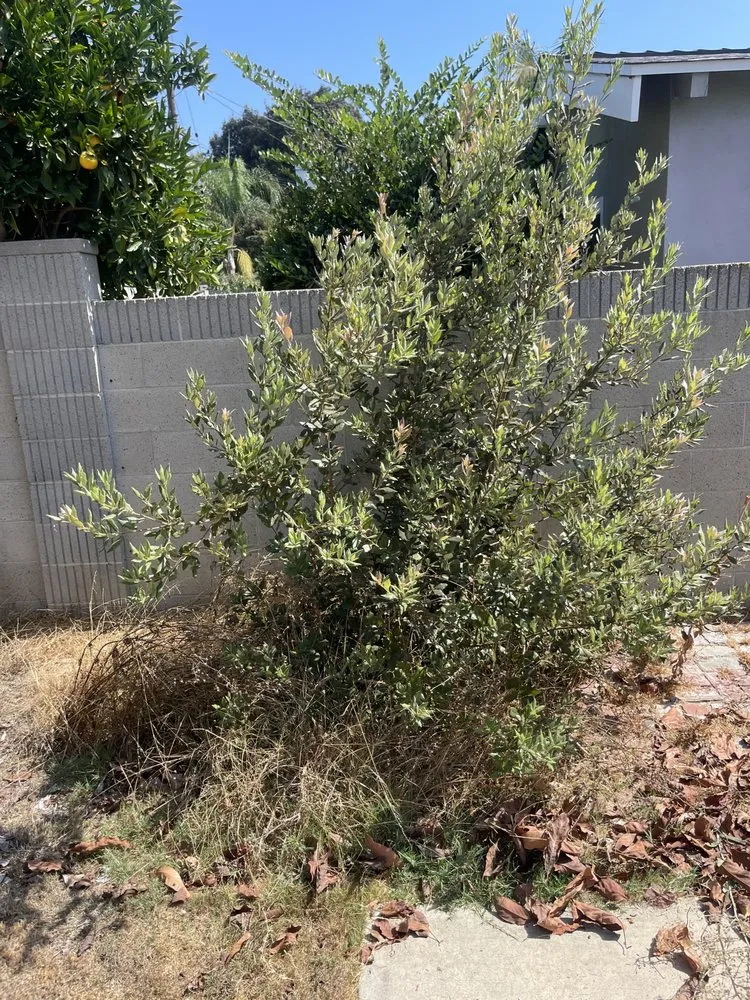 Top-rated yard maintenance in Irvine, CA - Sol Lawn Solution