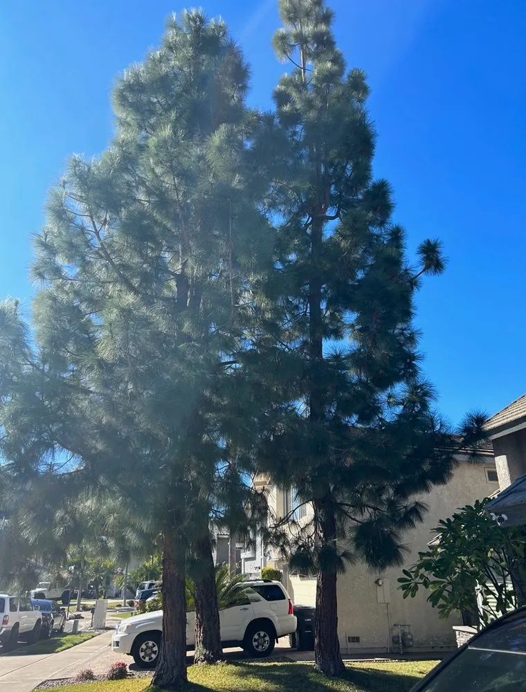 Expert landscape installation in Irvine, CA - Sol Lawn Solution