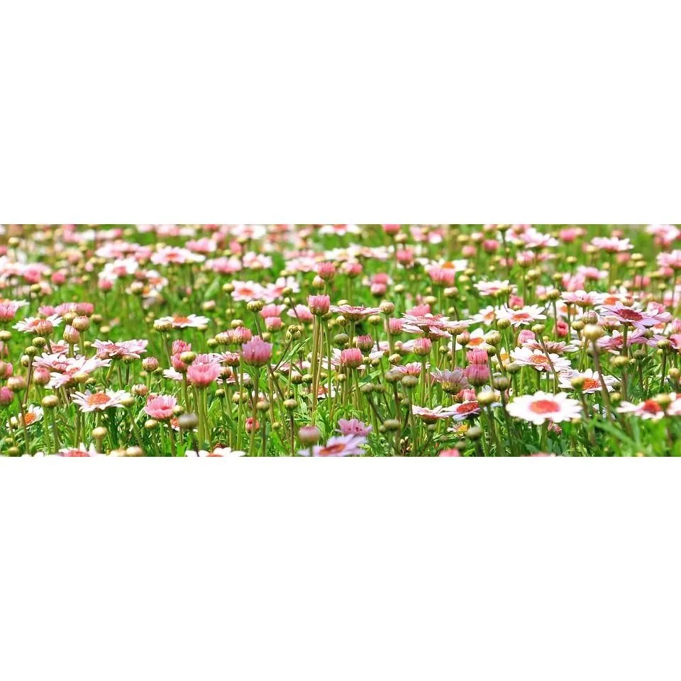 Reliable landscaping services in Vacaville, CA - Solano Hydroseed