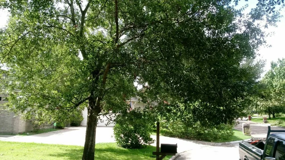 Expert landscape installation with custom design across Houston, TX - Solano Lawn Care