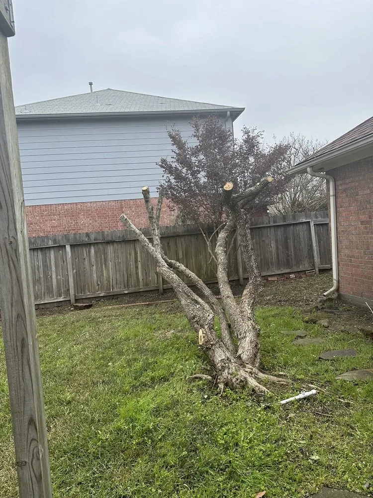 Trusted residential landscaping experts serving San Leon, TX - Solano Services Tree Trimming + Landscaping