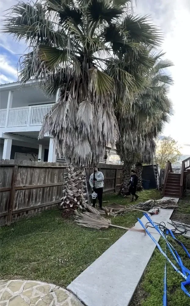 Expert residential landscaping in San Leon, TX - Solano Services Tree Trimming + Landscaping