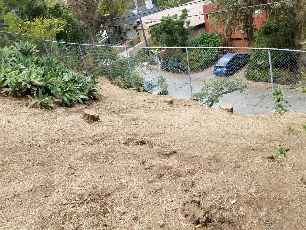 Reliable yard cleanup service in Monrovia, CA by Solano Tree Service