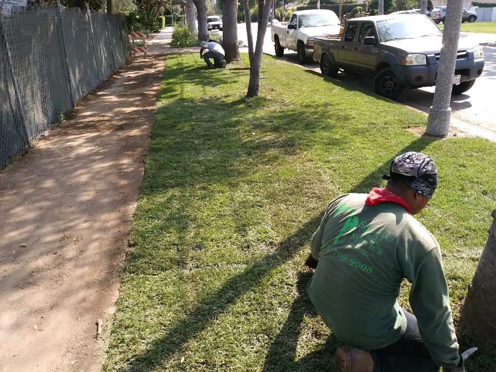 Trusted yard cleanup service in Monrovia, CA - Solano Tree Service