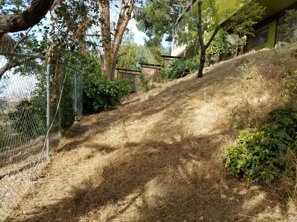 Custom landscaping services with custom design in Monrovia, CA by Solano Tree Service