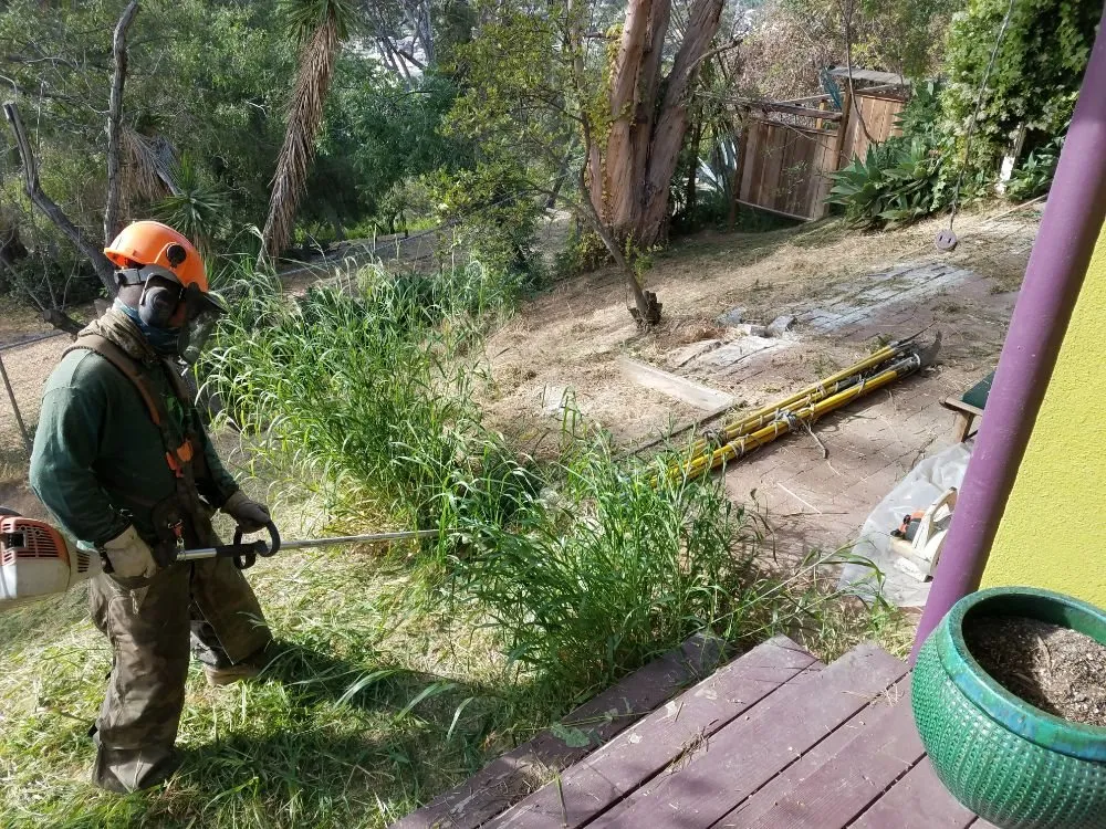 Expert yard cleanup service for residential properties across Monrovia, CA - Solano Tree Service