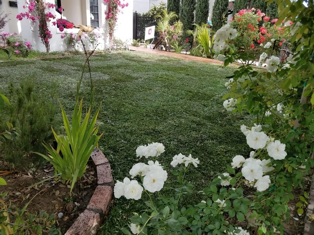 Expert yard maintenance for year-round maintenance across Monrovia, CA - Solano Tree Service