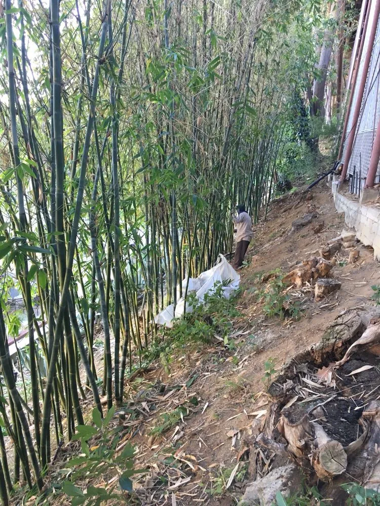 Local landscape design in Los Angeles, CA - Solano's Tree Service & Landscaping