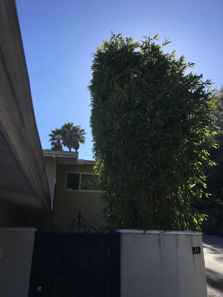 Expert outdoor landscaping for residential properties across Los Angeles, CA - Solano's Tree Service & Landscaping