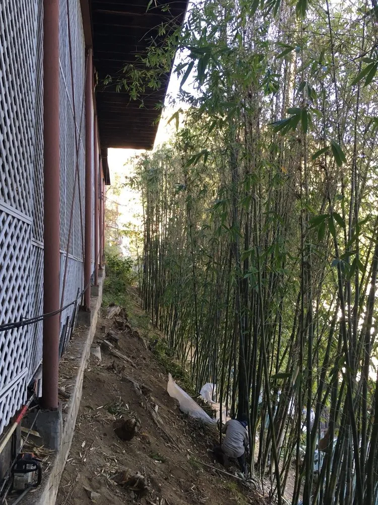 Professional lawn mowing service experts serving Los Angeles, CA - Solano's Tree Service & Landscaping