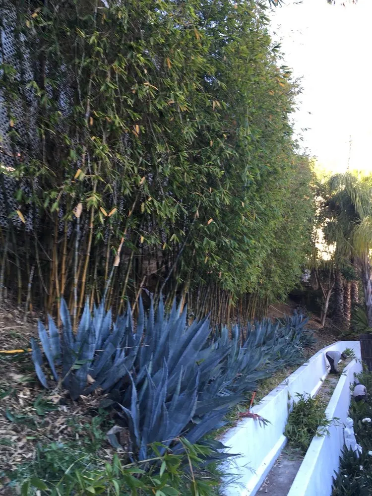 Local yard maintenance in Los Angeles, CA by Solano's Tree Service & Landscaping