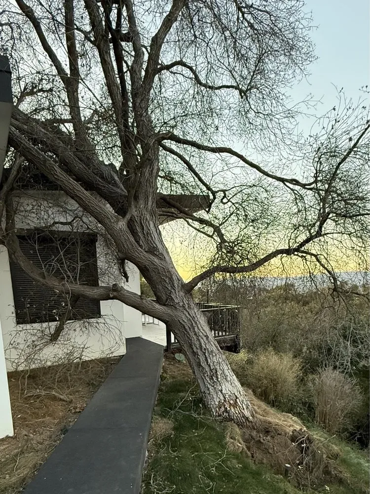 Top-rated yard maintenance in Los Angeles, CA by Solano's Tree Service & Landscaping