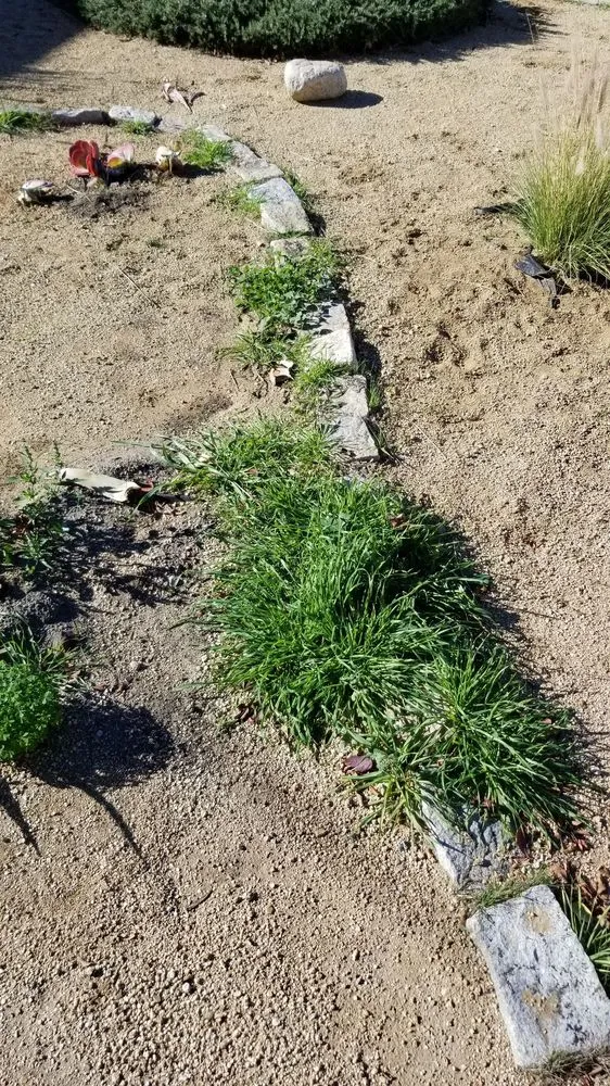 Expert lawn care service for year-round maintenance across Los Angeles, CA - Solano's Tree Service & Landscaping