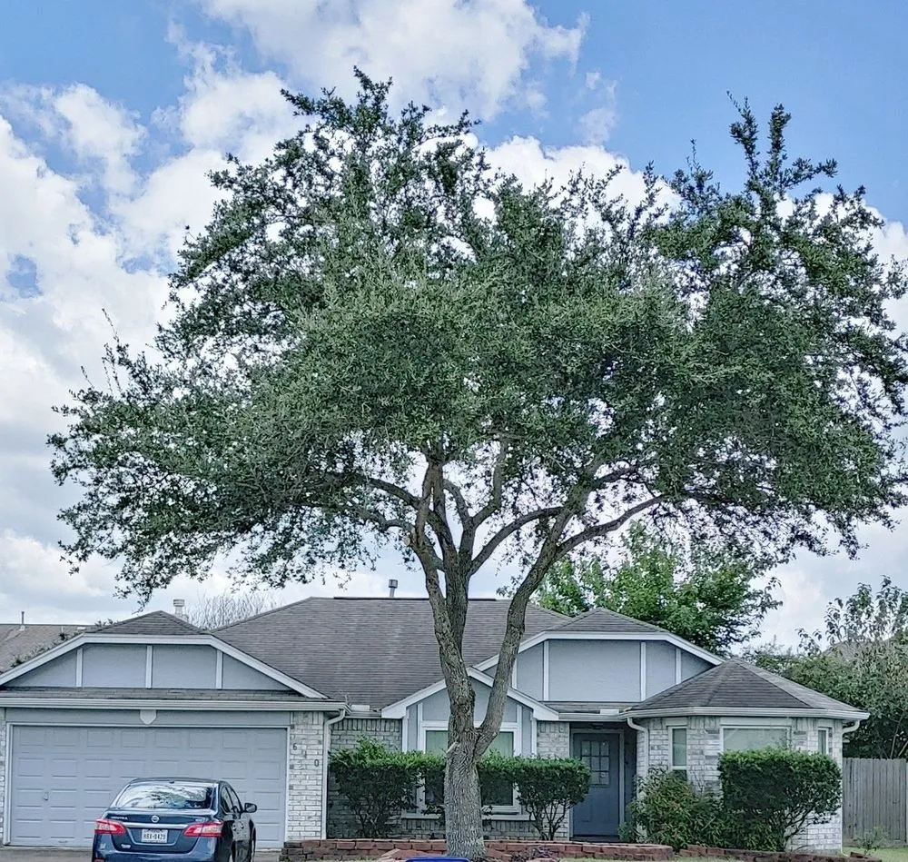 Custom outdoor landscaping experts serving Los Angeles, CA - Solano's Tree Service & Landscaping