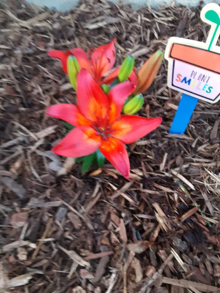 Local garden landscaping near you in Marysville, CA by Solano's Yard & Maintenance