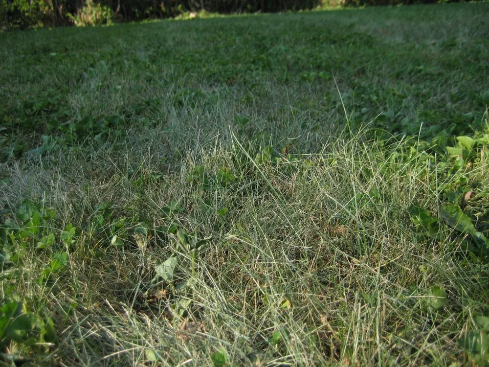 Reliable yard maintenance in Indianapolis, IN - Solar Earth Lawn Care