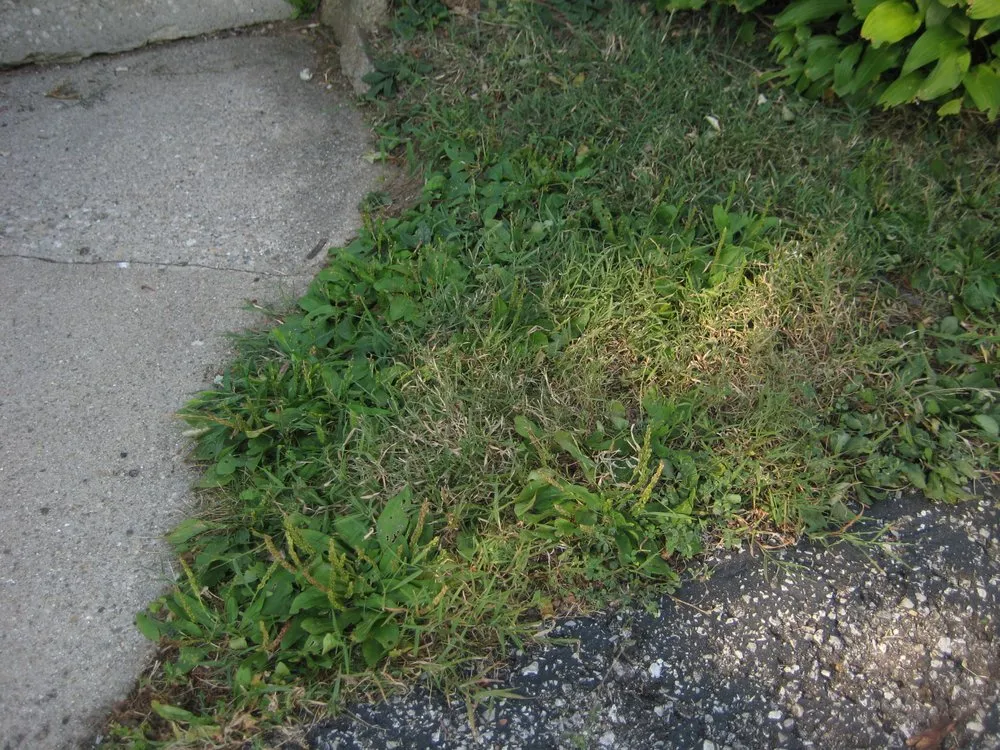 Reliable outdoor landscaping for residential properties across Indianapolis, IN - Solar Earth Lawn Care