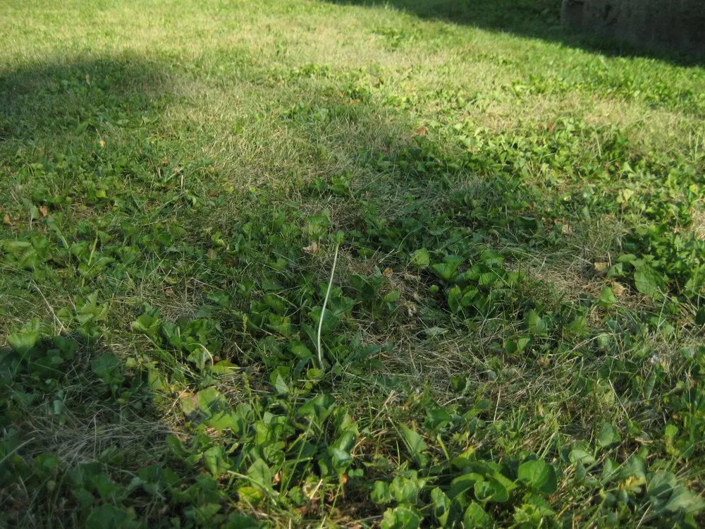 Affordable lawn mowing service for homes in Indianapolis, IN by Solar Earth Lawn Care